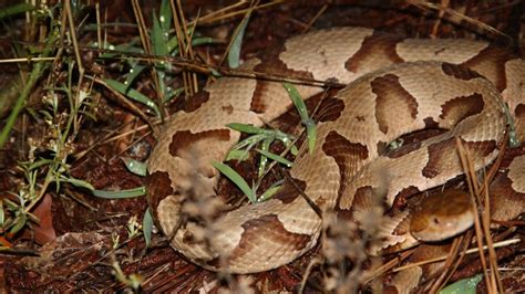 copperhead road location|who sings copperhead road.